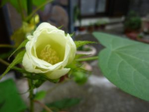 綿花(コットン)の栽培017