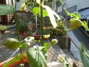 綿花（コットン）の栽培018