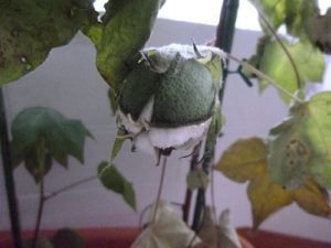 綿花（コットン）の栽培021