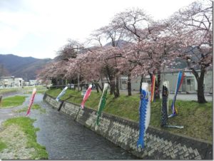 釜石さくら便り 01