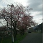 釜石さくら便り 03