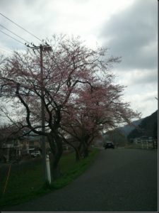 釜石さくら便り 03