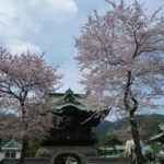 釜石さくら便り06