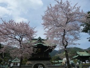 釜石さくら便り06