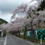 釜石さくら便り07