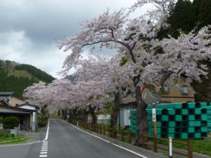 釜石さくら便り07