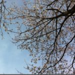 【釜石さくらだより06】