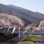 【２０１３】釜石さくら便り 01