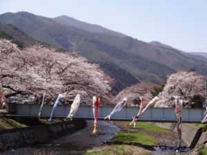 【2013】釜石さくら便り 01