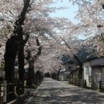 【2013】釜石さくら便り03
