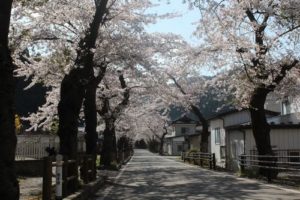 【2013】釜石さくら便り03