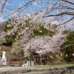 【2013】釜石さくら便り04