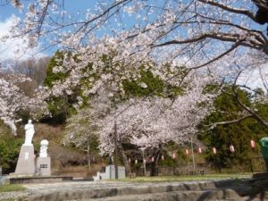 【2013】釜石さくら便り04