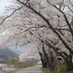 【2013】釜石さくらだより05