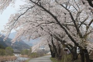 【2013】釜石さくらだより05