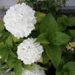 花壇の紫陽花が見ごろになりました。