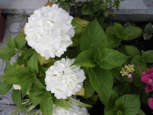 花壇の紫陽花が見ごろになりました。