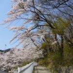 2014釜石さくら便り①