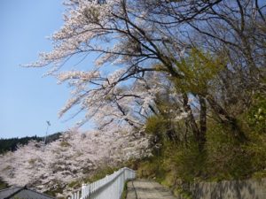 2014釜石さくら便り①
