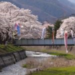 2014 釜石さくら便り ②