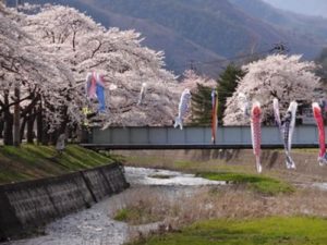 2014　釜石さくら便り ②