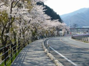 2014釜石さくら便り③
