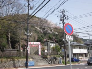 釜石さくら便り 05