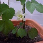 綿花(コットン)の栽培019