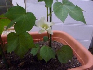 綿花（コットン）の栽培019