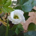 綿花(コットン)の栽培020