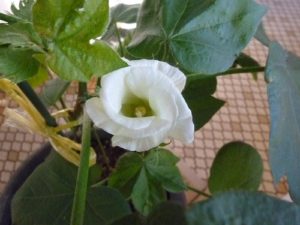 綿花(コットン)の栽培020