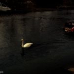 [toast] code 80LJ1115-003