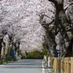 釜石さくら便り 2016 唐丹町本郷