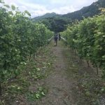 第92回釜石地域まちづくり連絡会議<<釜石あまほらヴィヤード就労支援体験会>>
