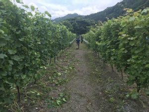 第92回釜石地域まちづくり連絡会議<<釜石あまほらヴィヤード就労支援体験会>>